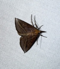 Phyprosopus callitrichoides