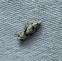 Arogalea cristifasciella