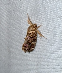 Callopistria mollissima
