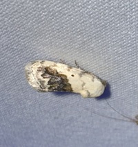 Ponometia erastrioides