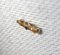 Bucculatrix coronatella
