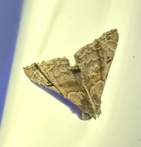 Palthis asopialis