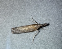 Fissicrambus mutabilis