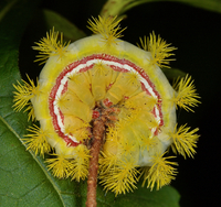 Automeris io