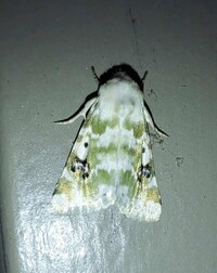 Schinia nundina