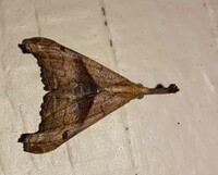 Palthis angulalis