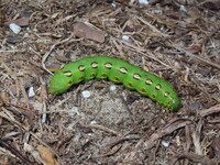 Hyles lineata