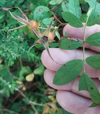 Stigmella rosaefoliella