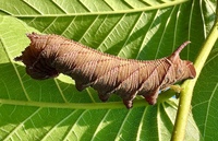 Ceratomia amyntor