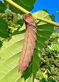 Ceratomia amyntor