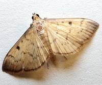 Herpetogramma fluctuosalis