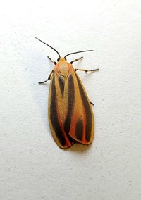 Hypoprepia fucosa