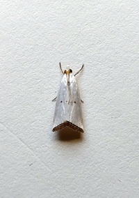 Argyria gonogramma