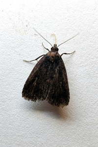 Idia rotundalis