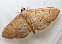 Herpetogramma theseusalis