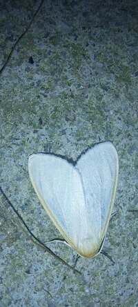 Cycnia tenera