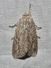 Acronicta oblinita