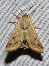 Helicoverpa zea
