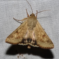 Helicoverpa zea
