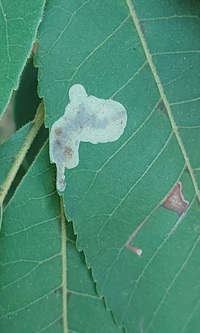 Cameraria caryaefoliella
