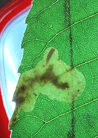 Cameraria caryaefoliella