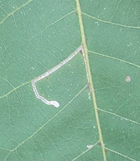 Stigmella new species 2