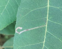 Stigmella caryaefoliella