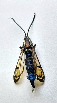 Synanthedon exitiosa