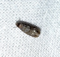 Homosetia unidentified species