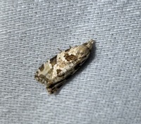 Aethes unidentified species