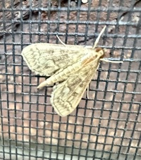 Herpetogramma pertextalis