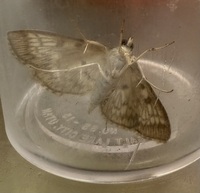 Herpetogramma pertextalis