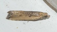Bactra verutana
