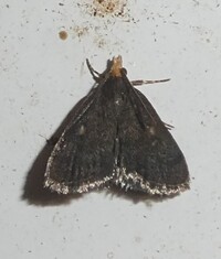Loxostegopsis merrickalis