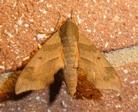Darapsa myron