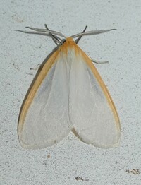 Cycnia tenera