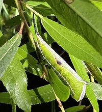 Americerura scitiscripta