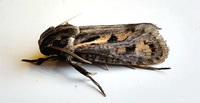 Acrolophus popeanella