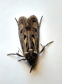 Acrolophus popeanella