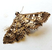 Samea castellalis