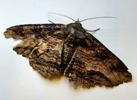 Zale lunata