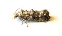 Xylesthia pruniramiella