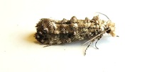 Xylesthia pruniramiella