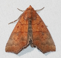 Rusicada privata