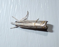 Parapediasia decorellus