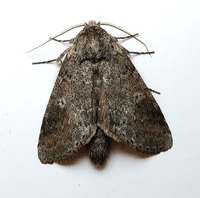 Lochmaeus manteo