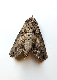 Paectes abrostoloides
