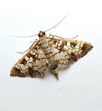 Samea castellalis