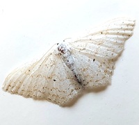 Idaea tacturata