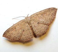 Cyclophora myrtaria